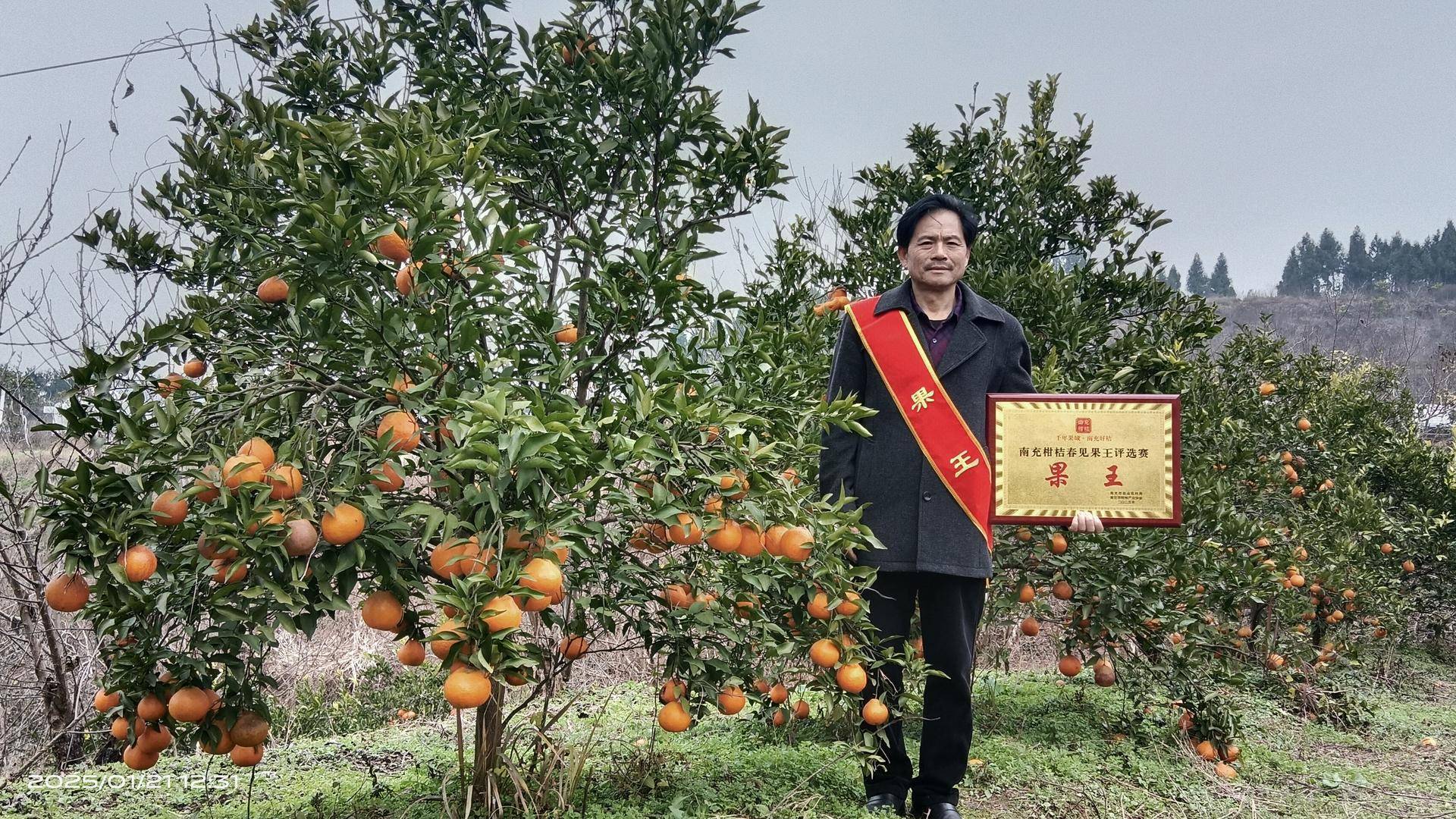 开云体育入口63岁南充果农荣获“果王”称号：种植柑橘40多年如今办起了水果种植合作社(图1)