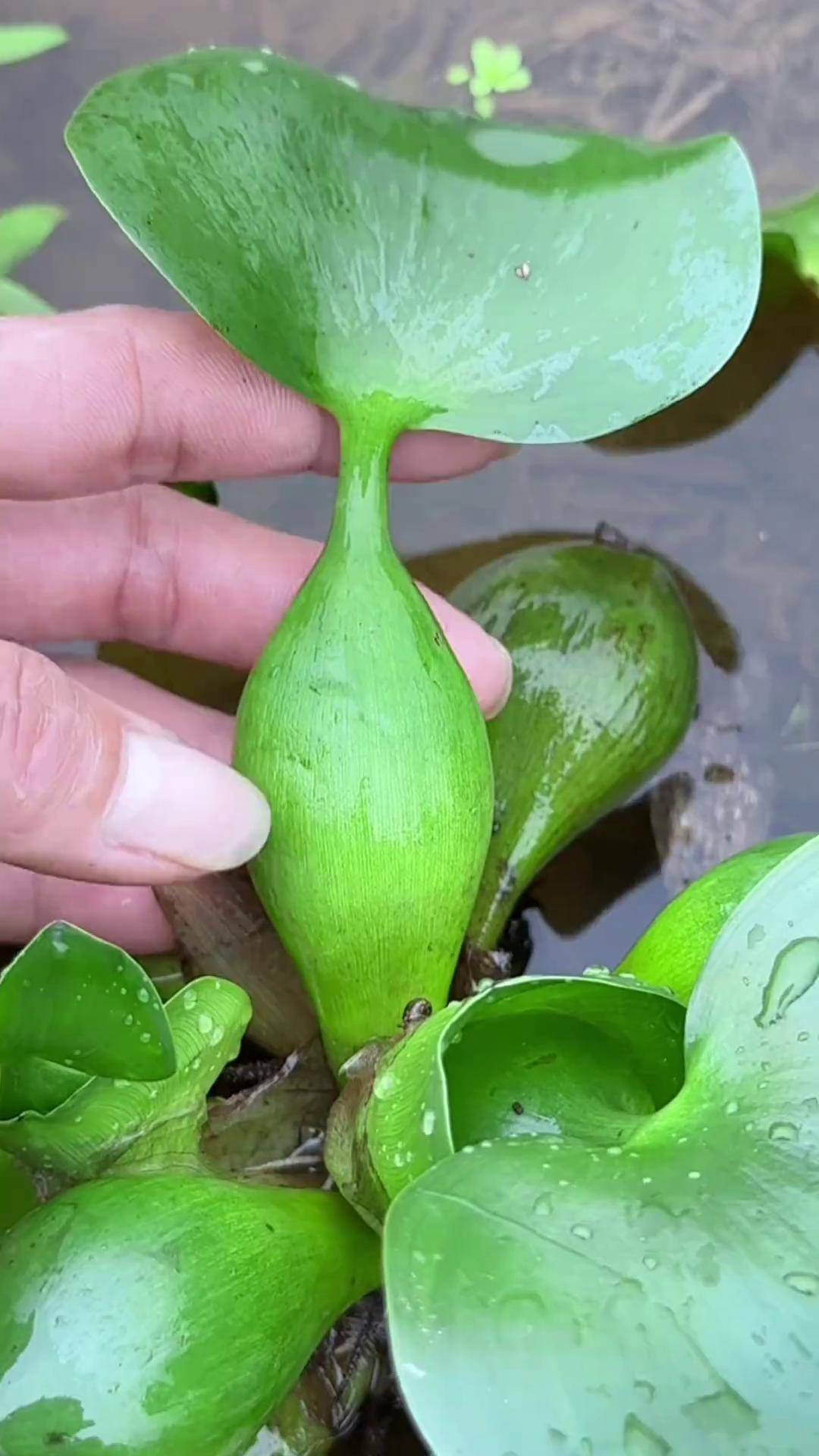 水葫芦,别名水浮莲,它的样子像葫芦,农村人忙着收采它dou来广东百千万
