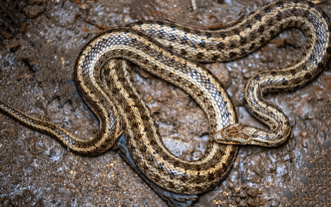 北京自然环境中有哪些蛇?有毒吗?