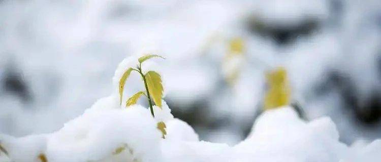 “五九”第一天，西部、东南部地区中雪到大雪，局部有暴雪，东部、北部地区暴雪局部有大暴雪_夜间_丹东_本溪