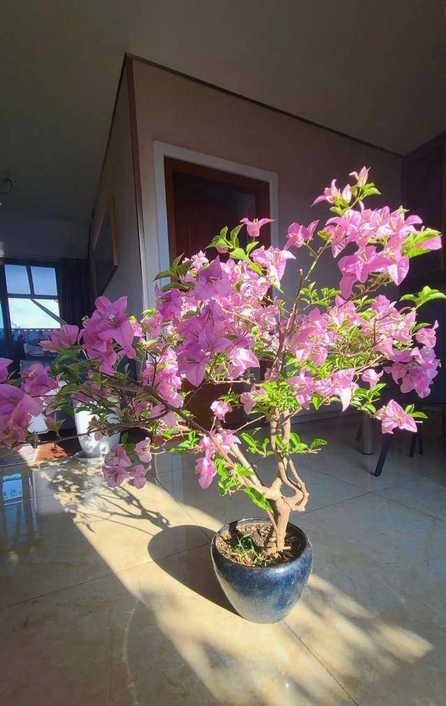 养花误区：并非所有花都适合小盆养