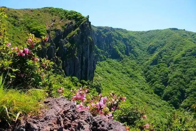 光叶蕨的传奇：近乎灭绝后的种群复苏 珍稀植物光叶蕨：消失40年后的重现与保护