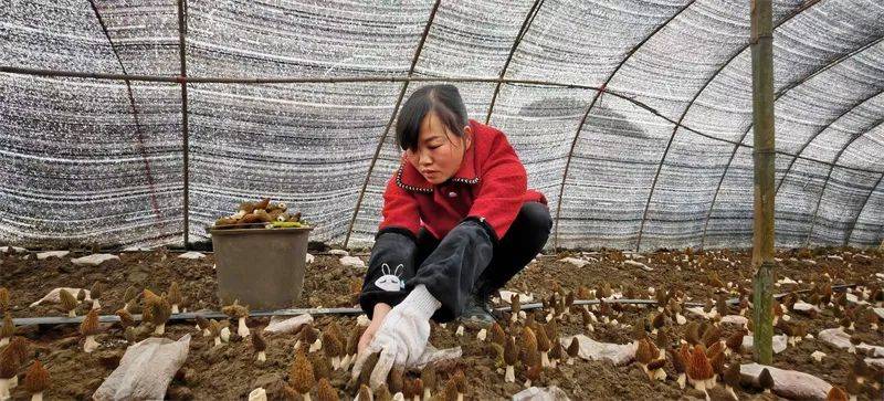 玉屏羊肚菌采收忙(图2)