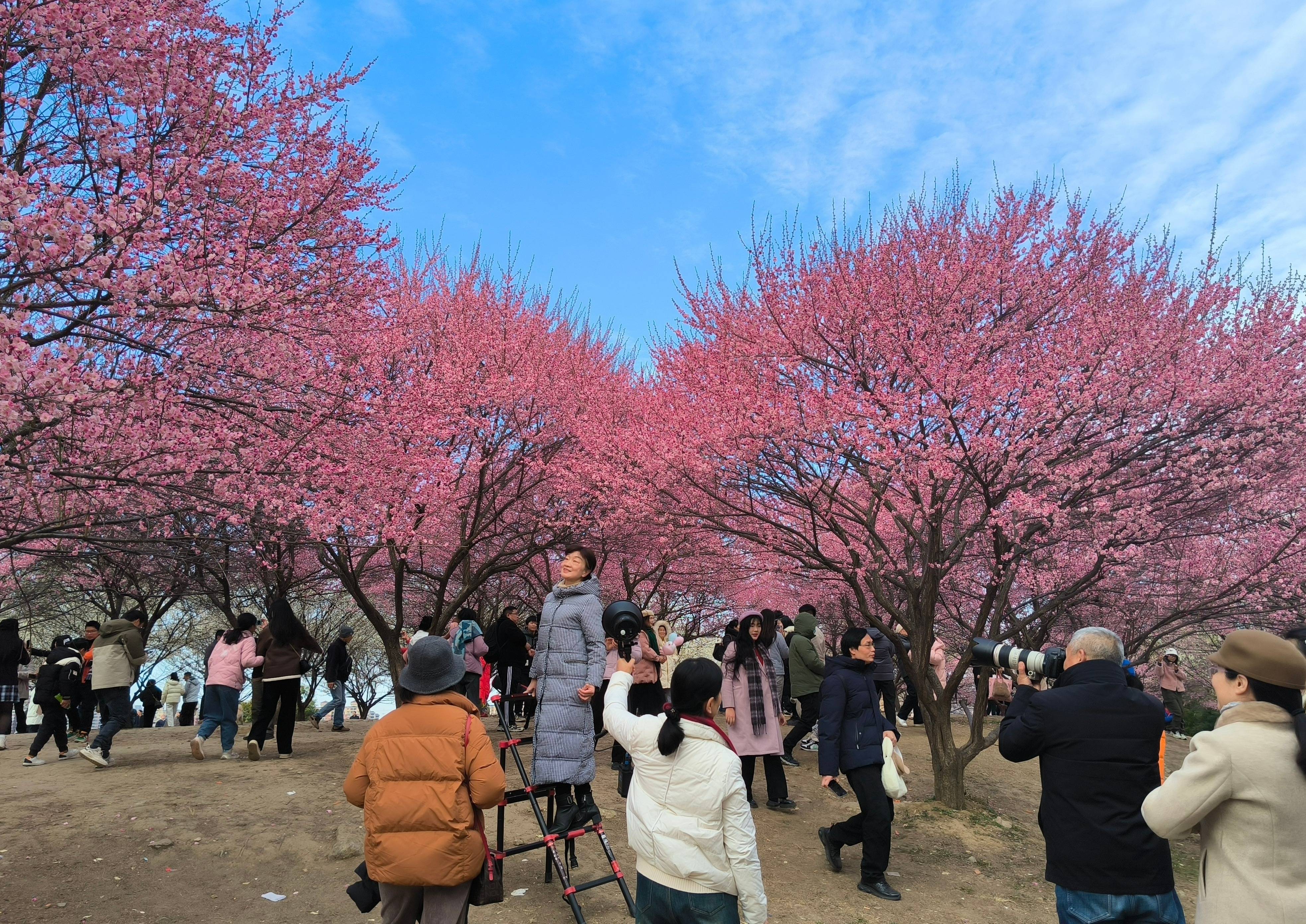 武汉竹叶海公园开满梅花,人流量暴增,管理方:今年开花时间提前,预计