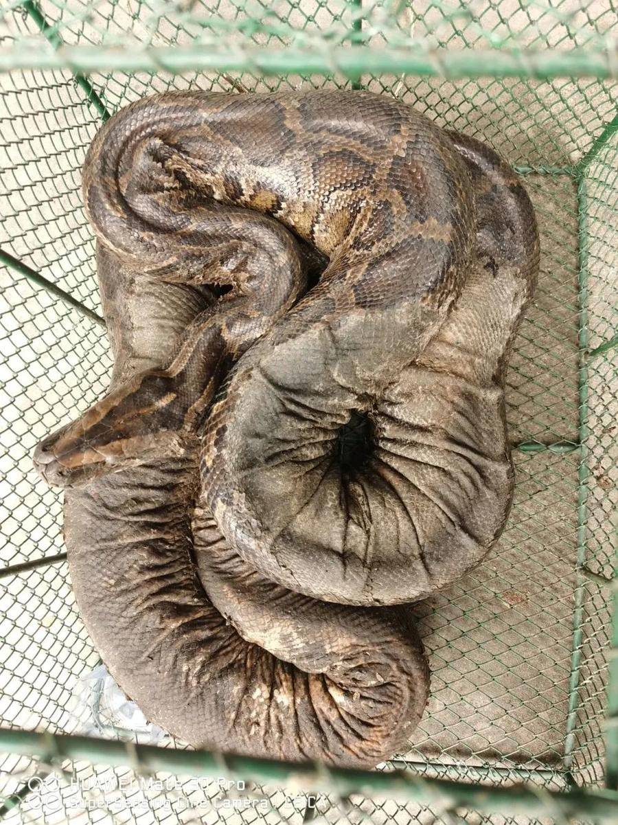 热闻|冬眠结束,两米长的蟒蛇出来"拜年",吓坏村民!还好他们出手了