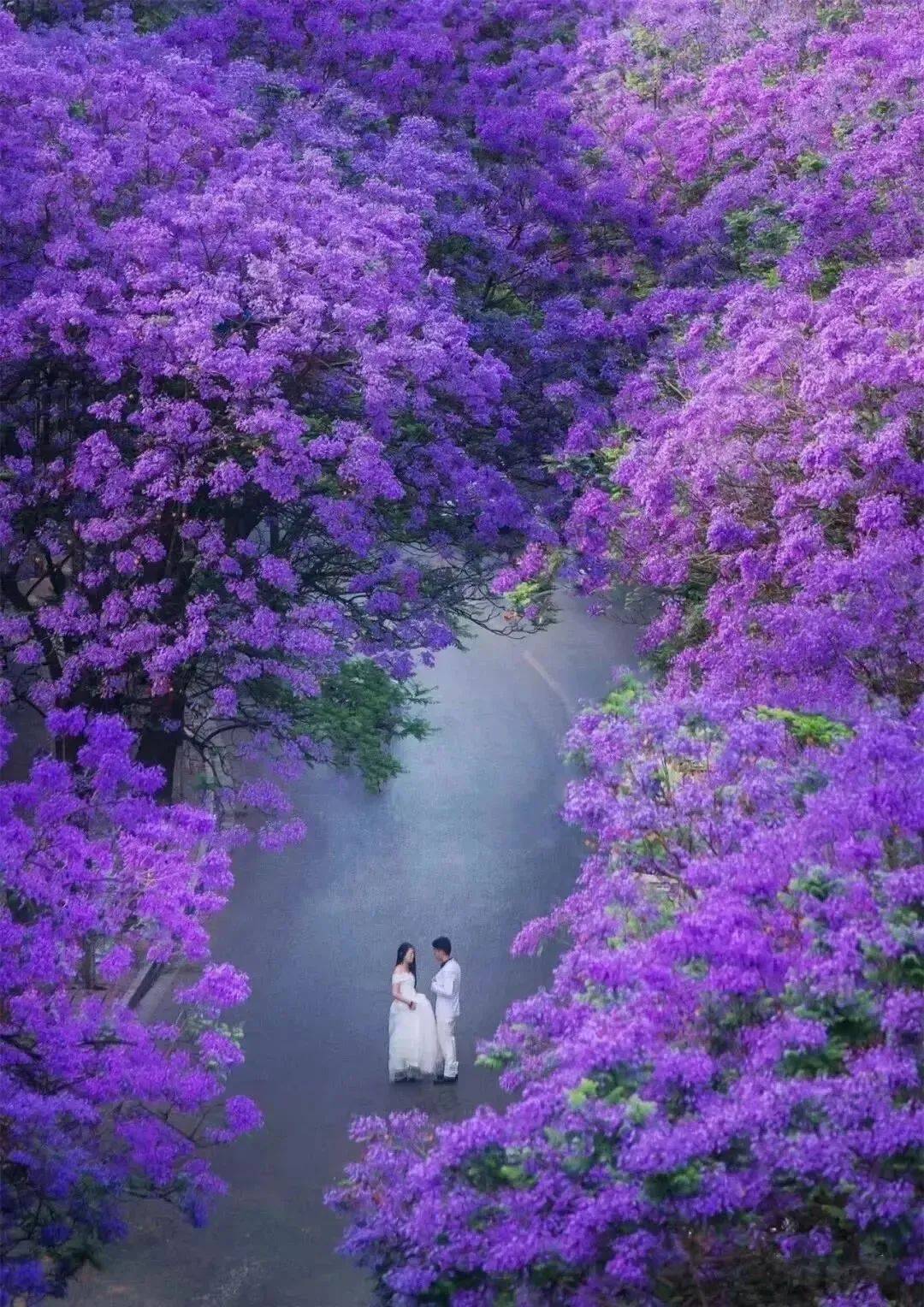 2西昌双城蓝花楹螺髻山九十九里温泉瀑布七里坝泸沽湖轻奢7日行