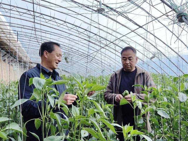 开云体育app甘肃西峰区：蔬菜大棚“绿意浓” 乡村振兴“产业旺”(图2)