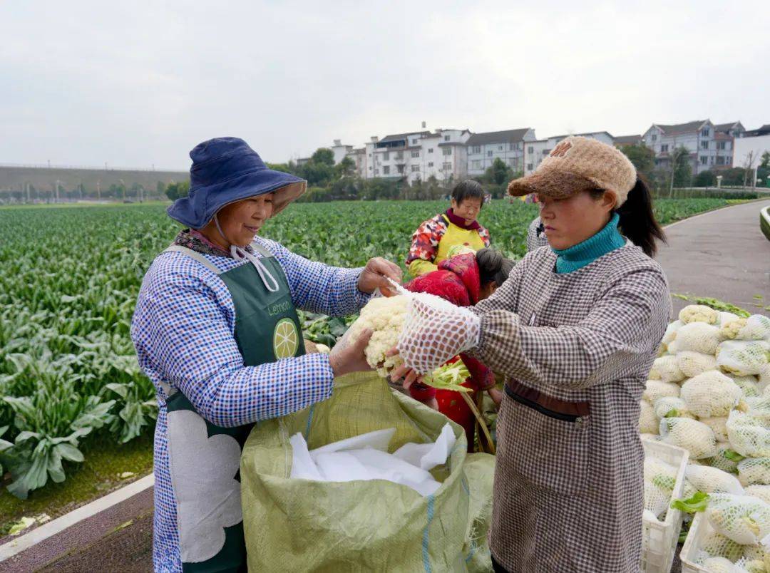 起步即加速 开局即决战丨一手抓丰收一手抓扩建沙湾这个园区“不负春光”(图1)