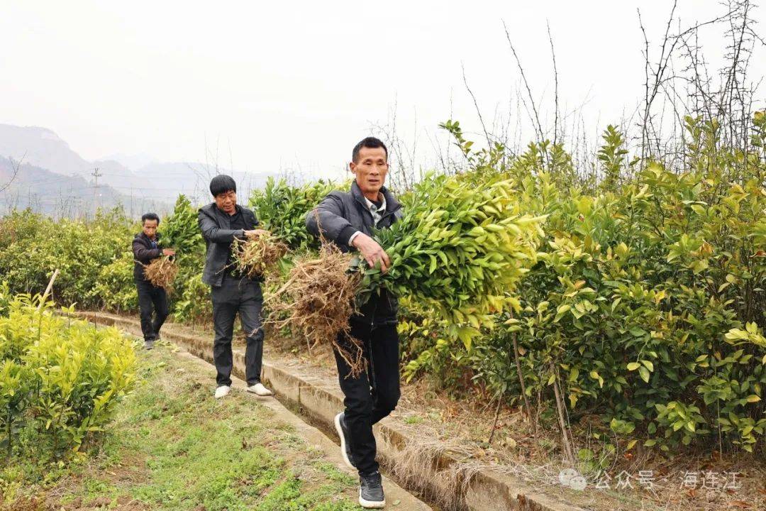 助力水果自由连江这里大量出售→开云体育(图3)