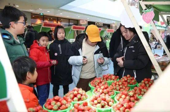 开云体育app第十一届“北京草莓之星”采摘地图新鲜出炉市集活动引领甜蜜风潮(图4)