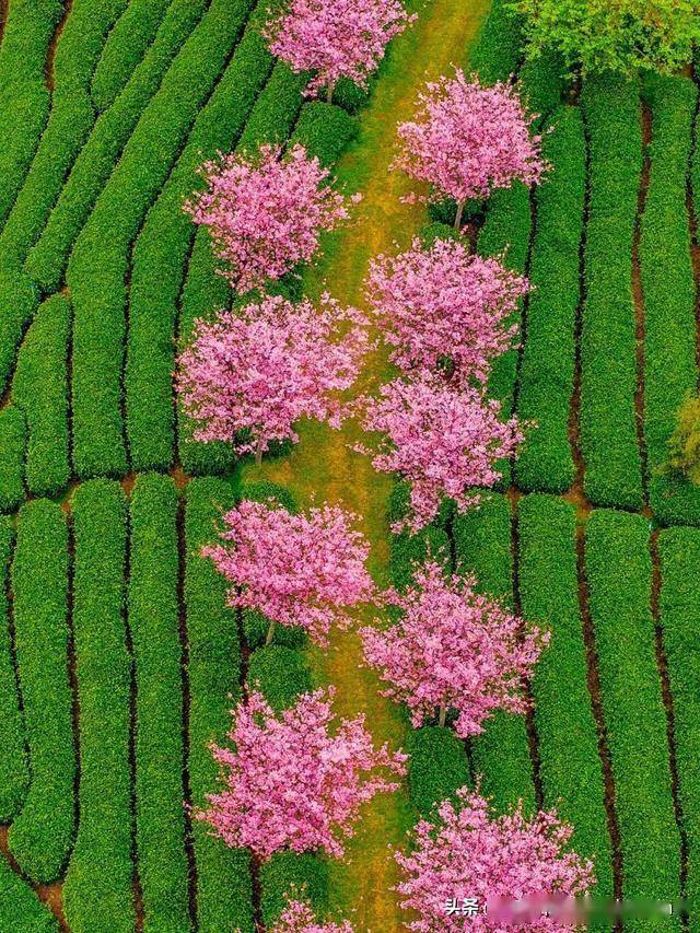 漳平永福樱花之旅：三天两夜的绝美攻略，福建漳平永福：被低估的樱花盛地