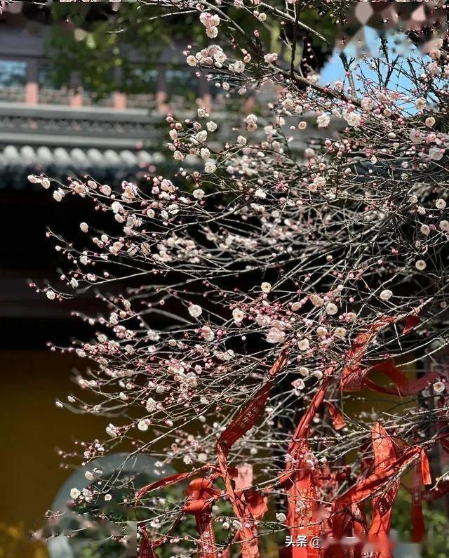 在宁波 千万不要错过永济禅寺的这颗顶流白梅