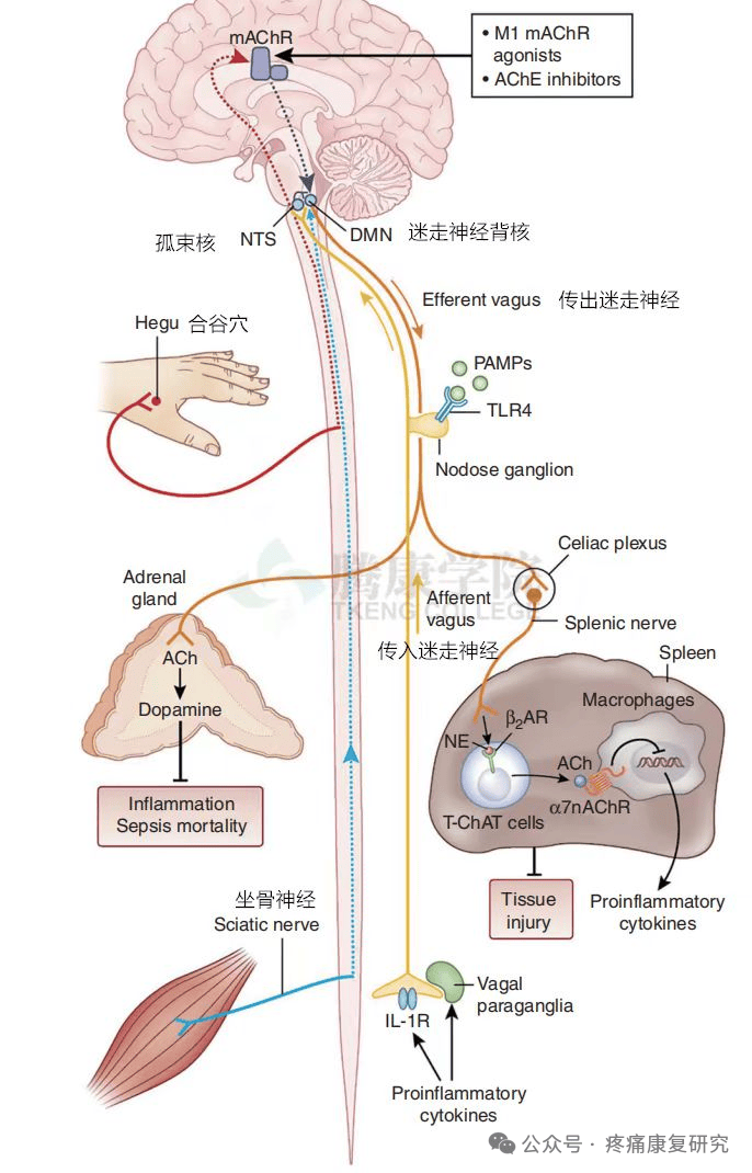 基于神经反射疗法的思路,治疗疼痛患者时如何搭配针灸针和针刀