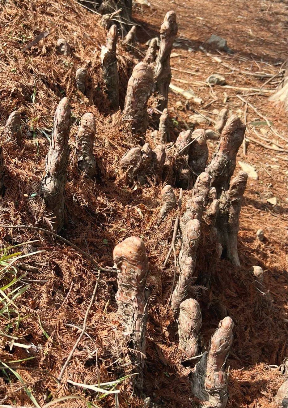 涨知识了!这树根居然长这样