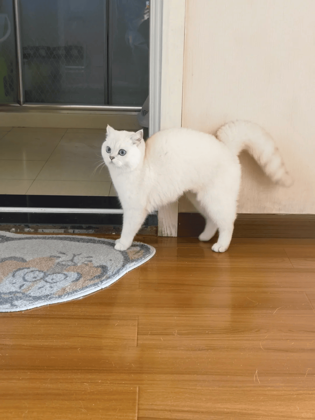 猫弓背是想表达什么?
