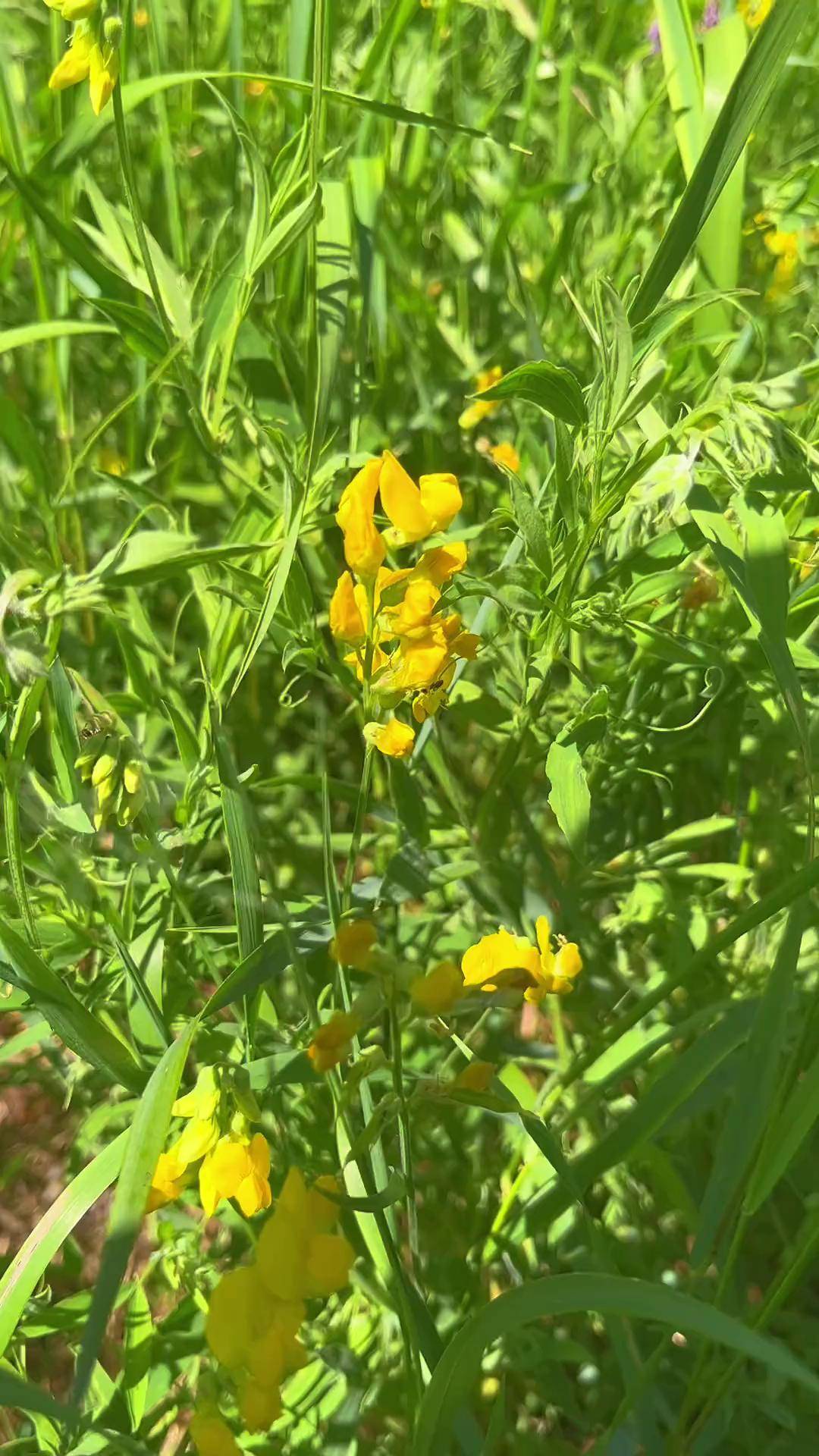 芬兰的100种小野花no41牧地山黧豆芬兰语名niittynätkelmä小