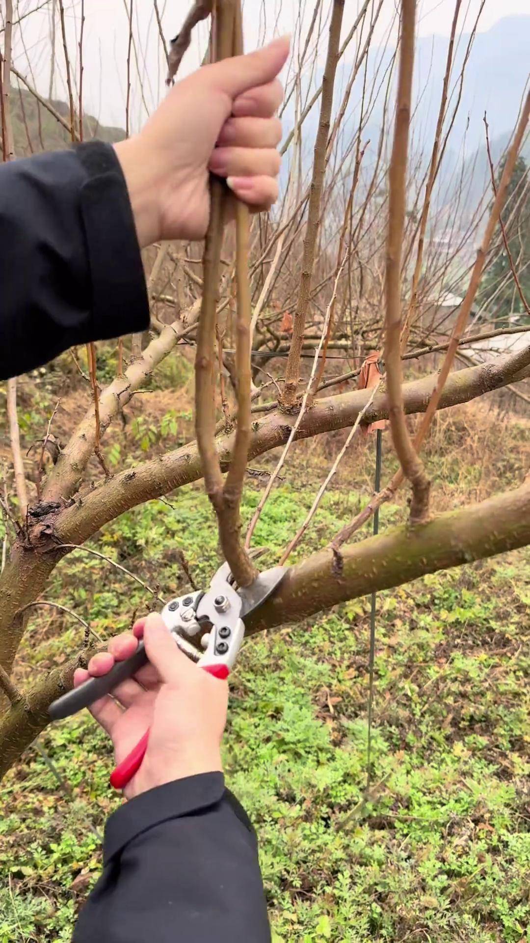 李树不同品种修剪方式略有不同,需要调整来抖音学农技新农人计划2024