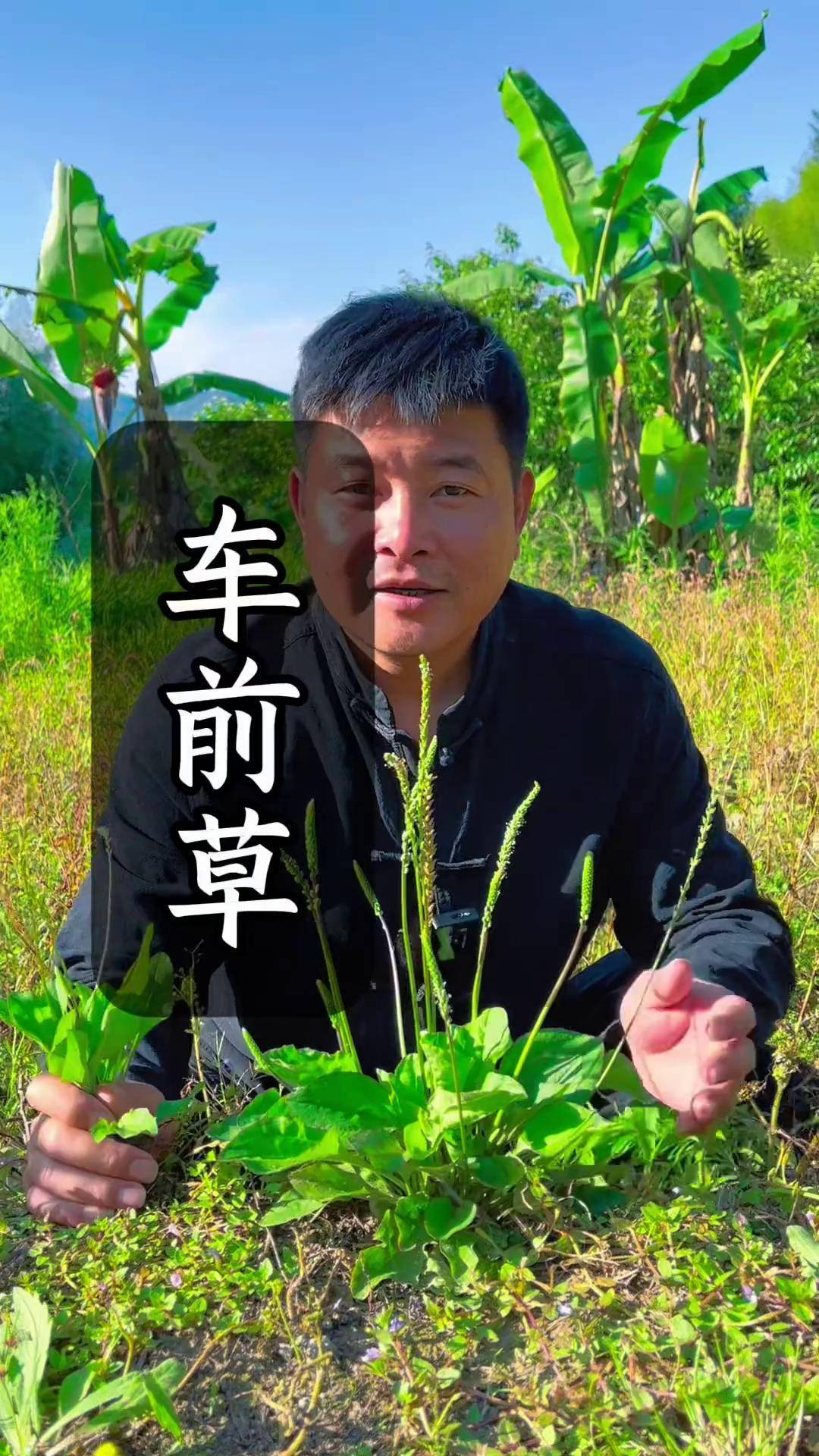 包含种植什么一亩六七十万车前草的词条