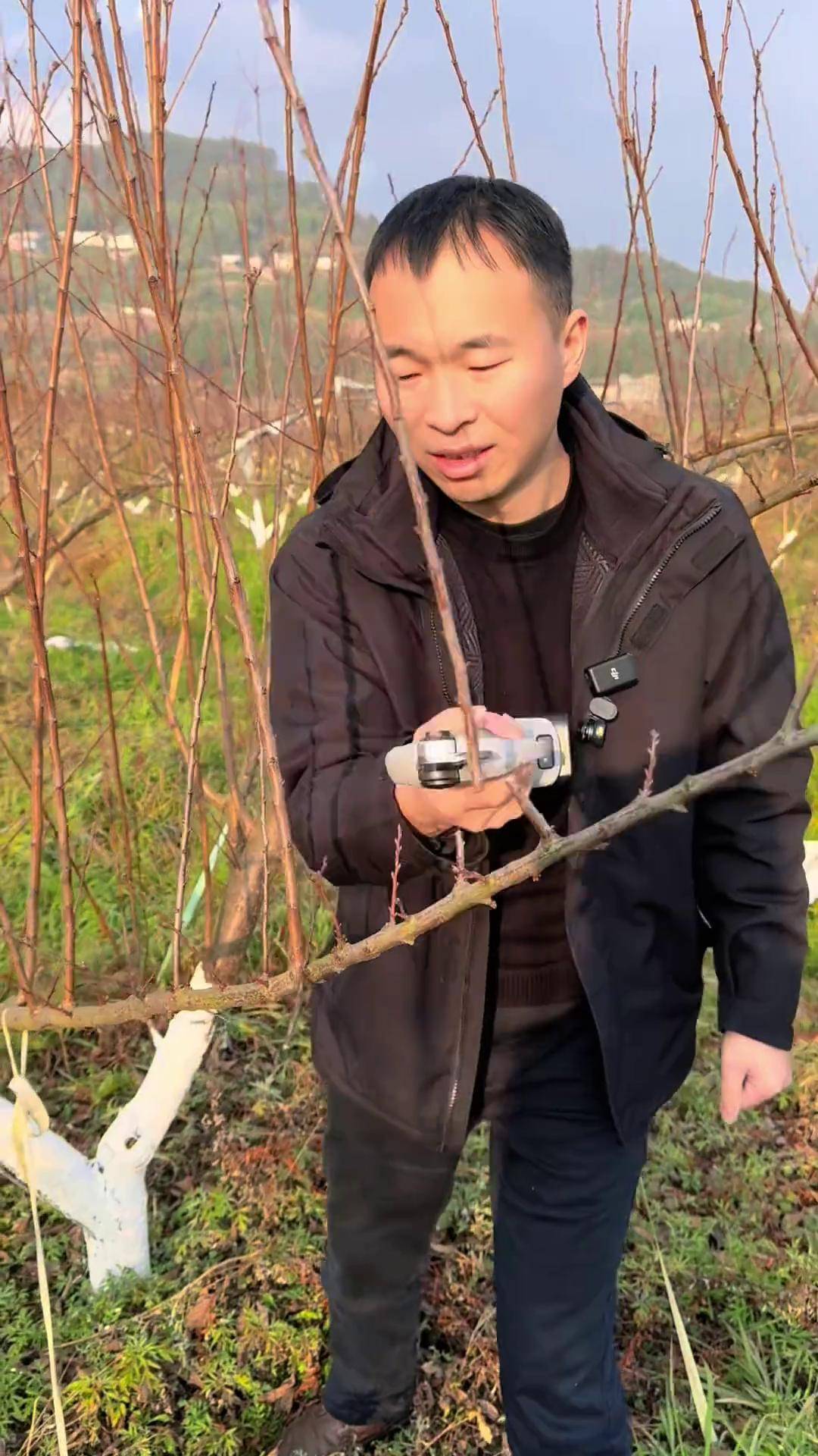 修剪方式一定要掌握好,不要学了一半就开跑,小兵李树修剪法 来抖音学