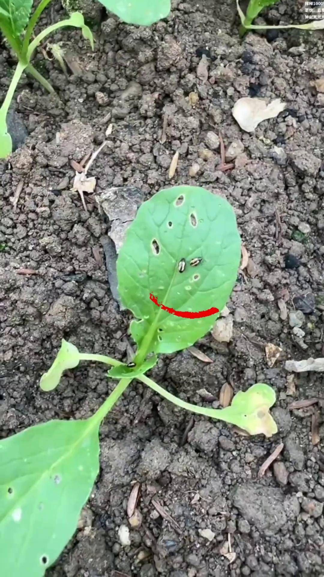 跳甲虫防治 跳甲虫专用药 病虫害防治 防虫小妙招 蔬菜种植