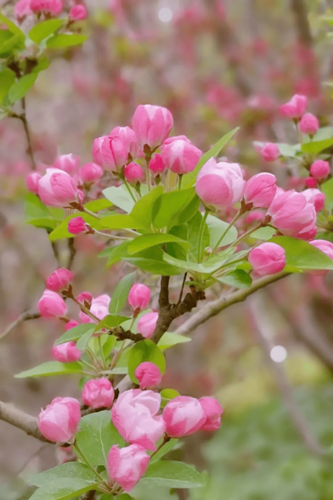 一分钟教你学会：如何区分樱花、桃花和梅花？