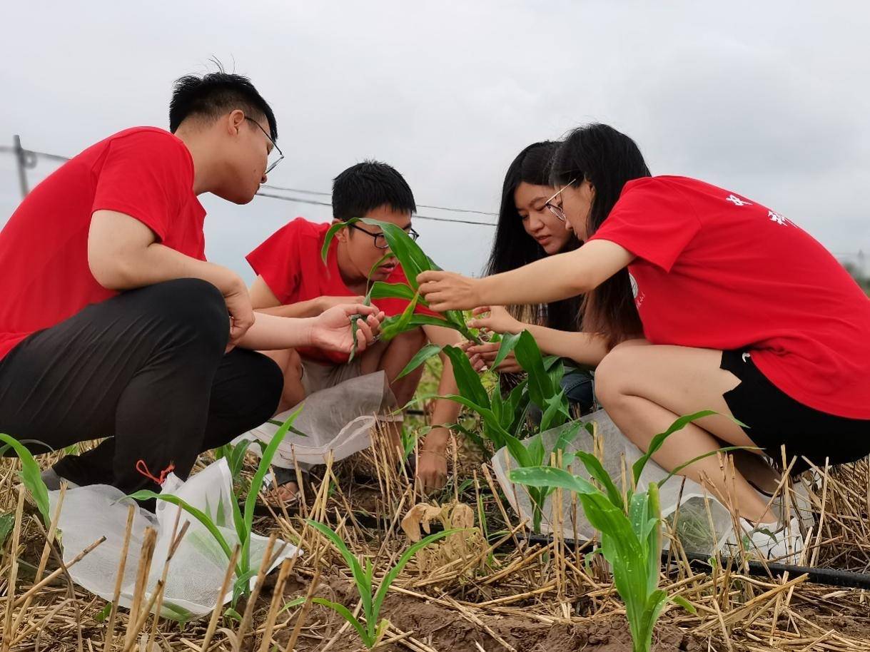 拼多多引领电商西进：科技小院育人才，补贴物流改善西部电商生态