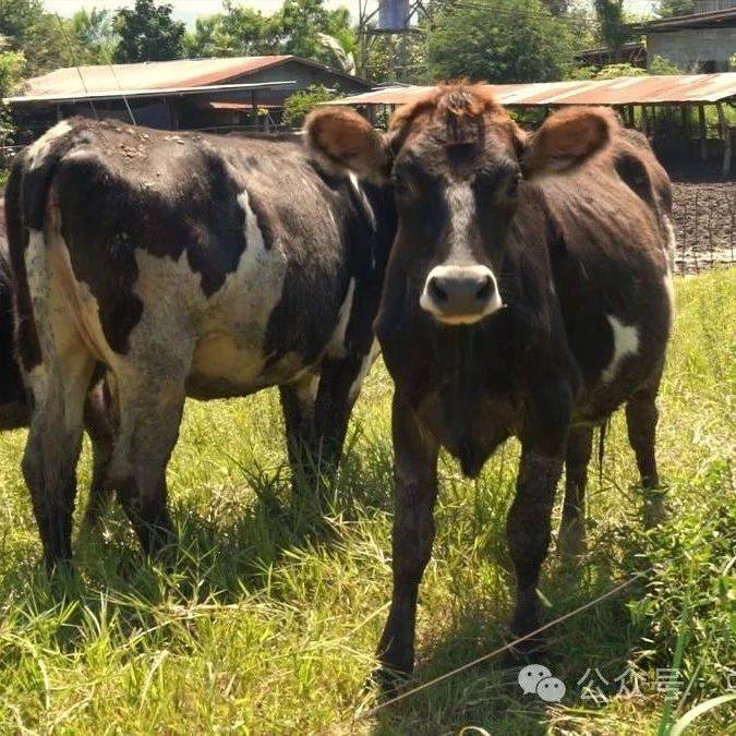 牛羊养殖中反刍异常的识别与处理_进行_治疗_饲料