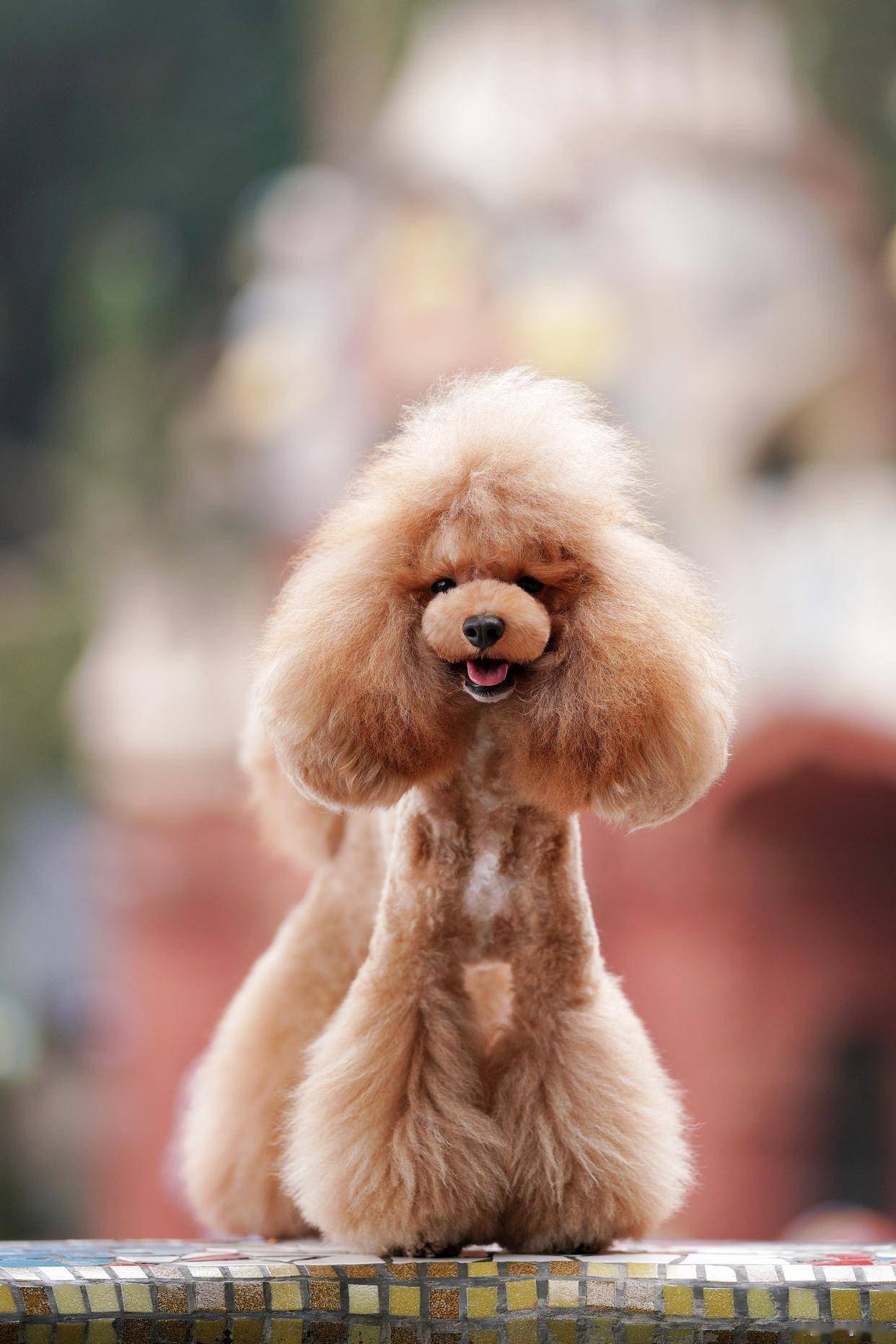 贵宾犬品种特点及护理指南（贵宾犬优缺点及适合人群）