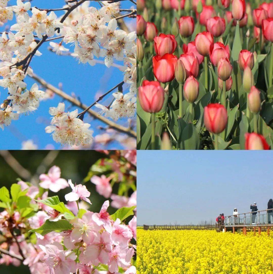 接下来，南昌将有一个“新名字”！_油菜花_樱花_公园