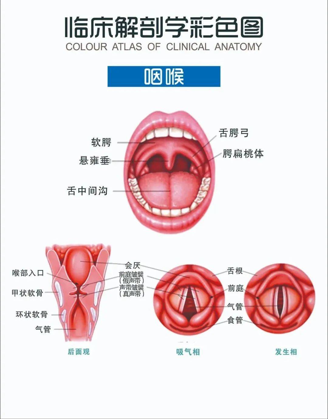 声音嘶哑?教您如何正确进行嗓音训练