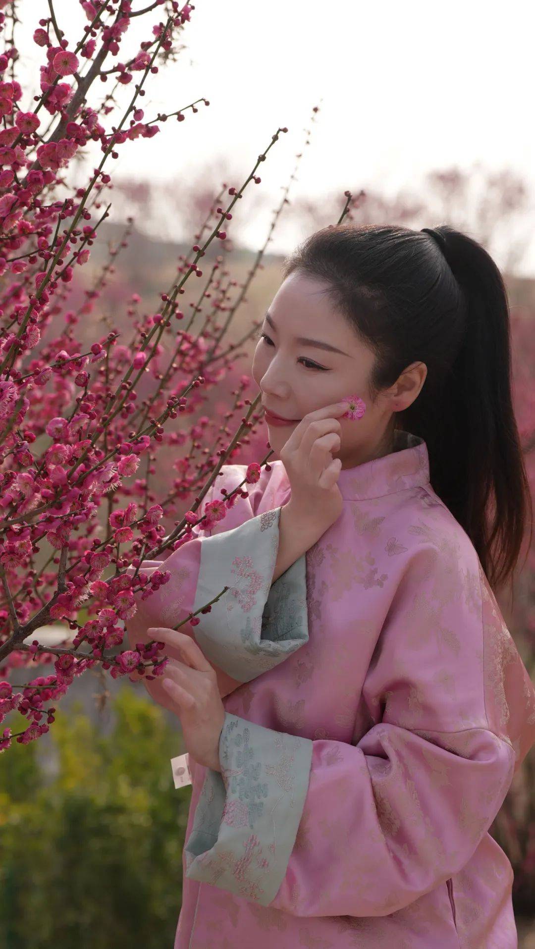 桃花源拍梅花,这么拍才更美!