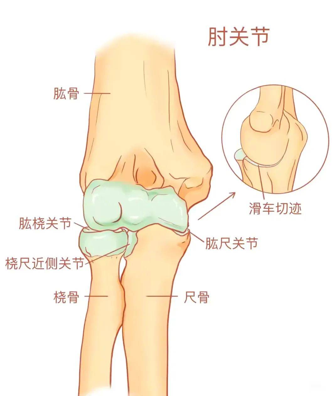 肘关节:能屈能伸里的健康密码