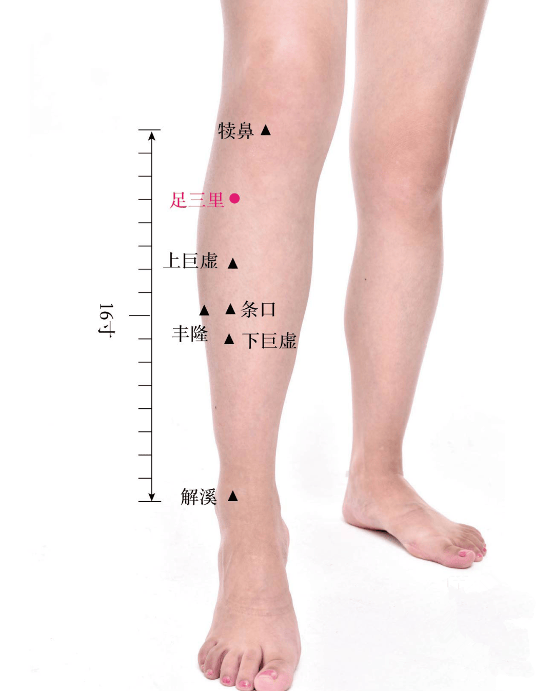 小腿内侧，内踝尖上 3 寸，胫骨后缘；关元穴位于前正中线上，脐下 3 寸。