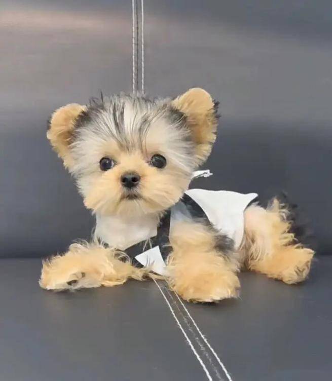 约克夏幼犬断奶后吃啥？别慌！让你家小主子从此告别“挑食”！（约克夏断奶吃什么）
