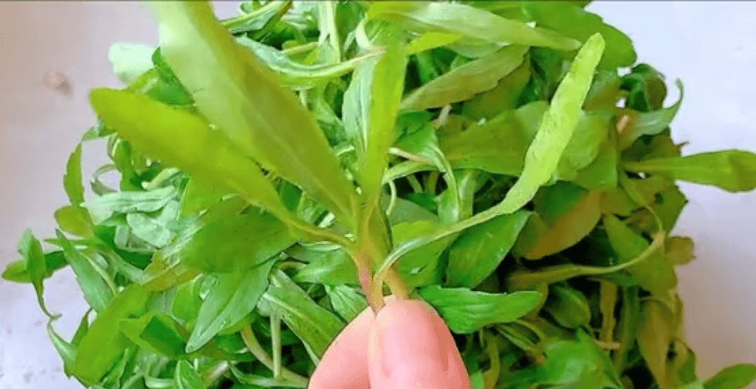 马头兰 图源：“食尚日记”微信公众号春天万物复苏，阳气升发，也是养肝