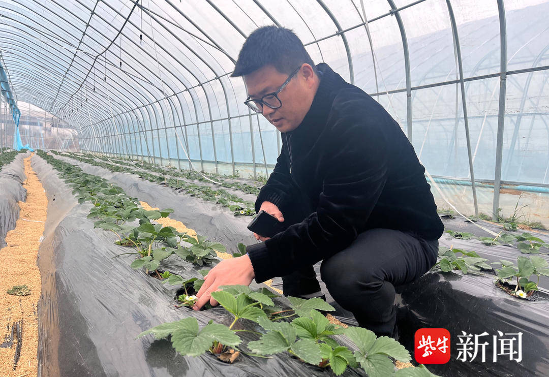 开云体育app鲜果飘香引客来“草莓书记”带来富裕一方“甜蜜经济”(图1)