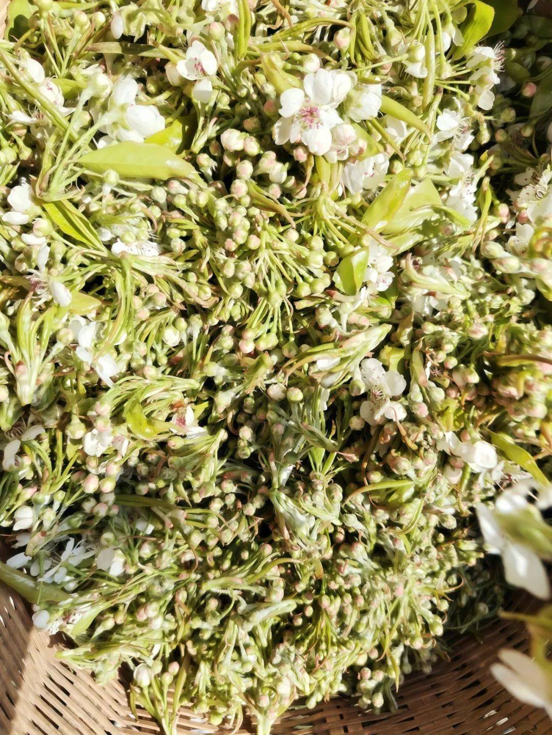 寻找春天 山野之花