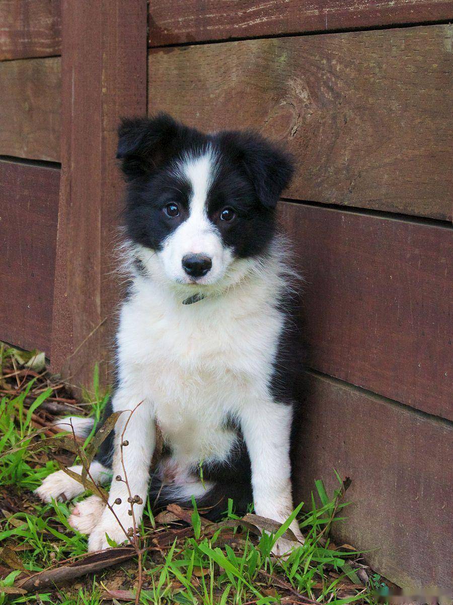 边境牧羊犬掉毛原因及解决方法