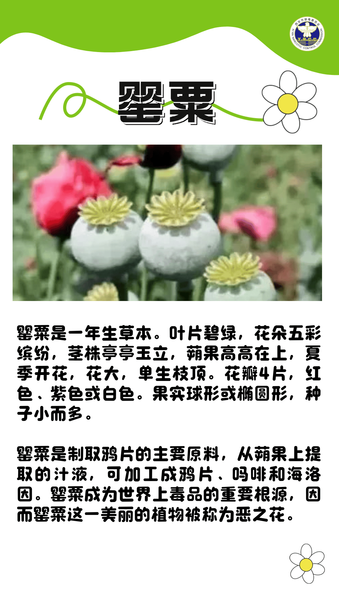 撒旦的罂粟妻