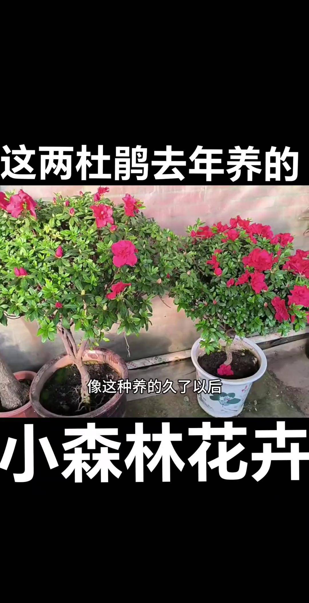 去年养了两盆杜鹃养花杜鹃