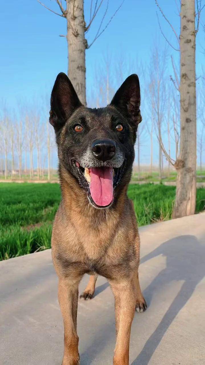 养狗的乐趣,应该是养狗人才能懂吧,夕阳西下,此时最放松马犬 不养狗不