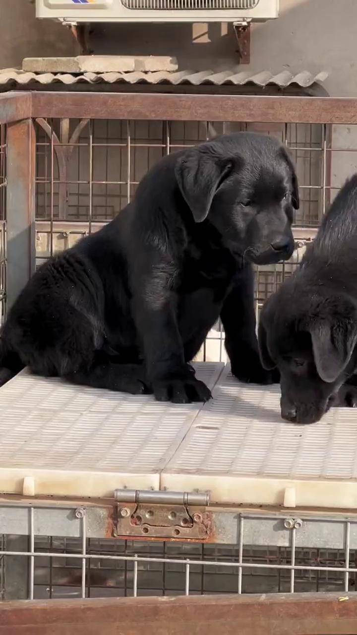 黑色拉布拉多 拉布拉多幼犬 双血统拉布拉多 dou 上热门