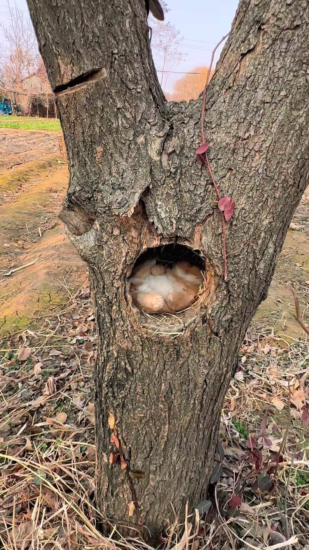 小兔子在树洞里打呼噜 萌宠出道计划 兔子田园小萌宠