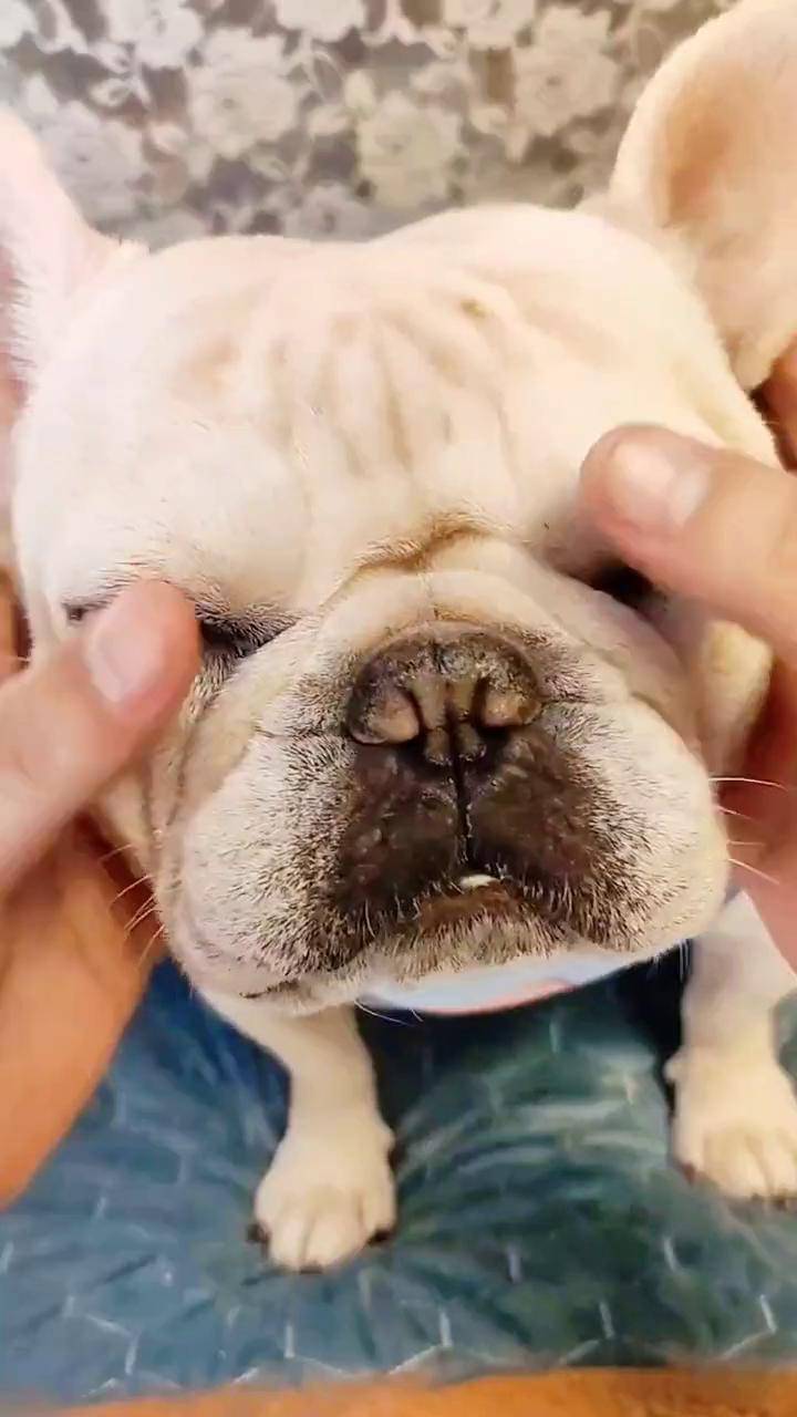 天冷了,狗狗的鼻子会变干甚至开裂!