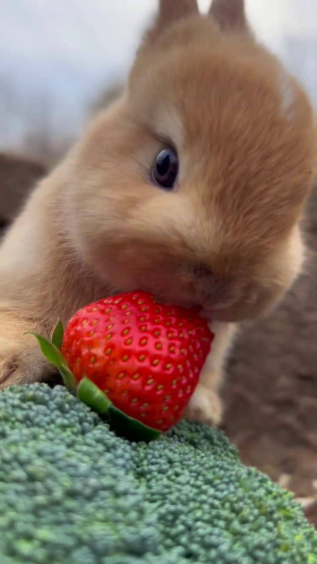 爱吃草莓的小兔子宠萌 兔子 田园小萌宠