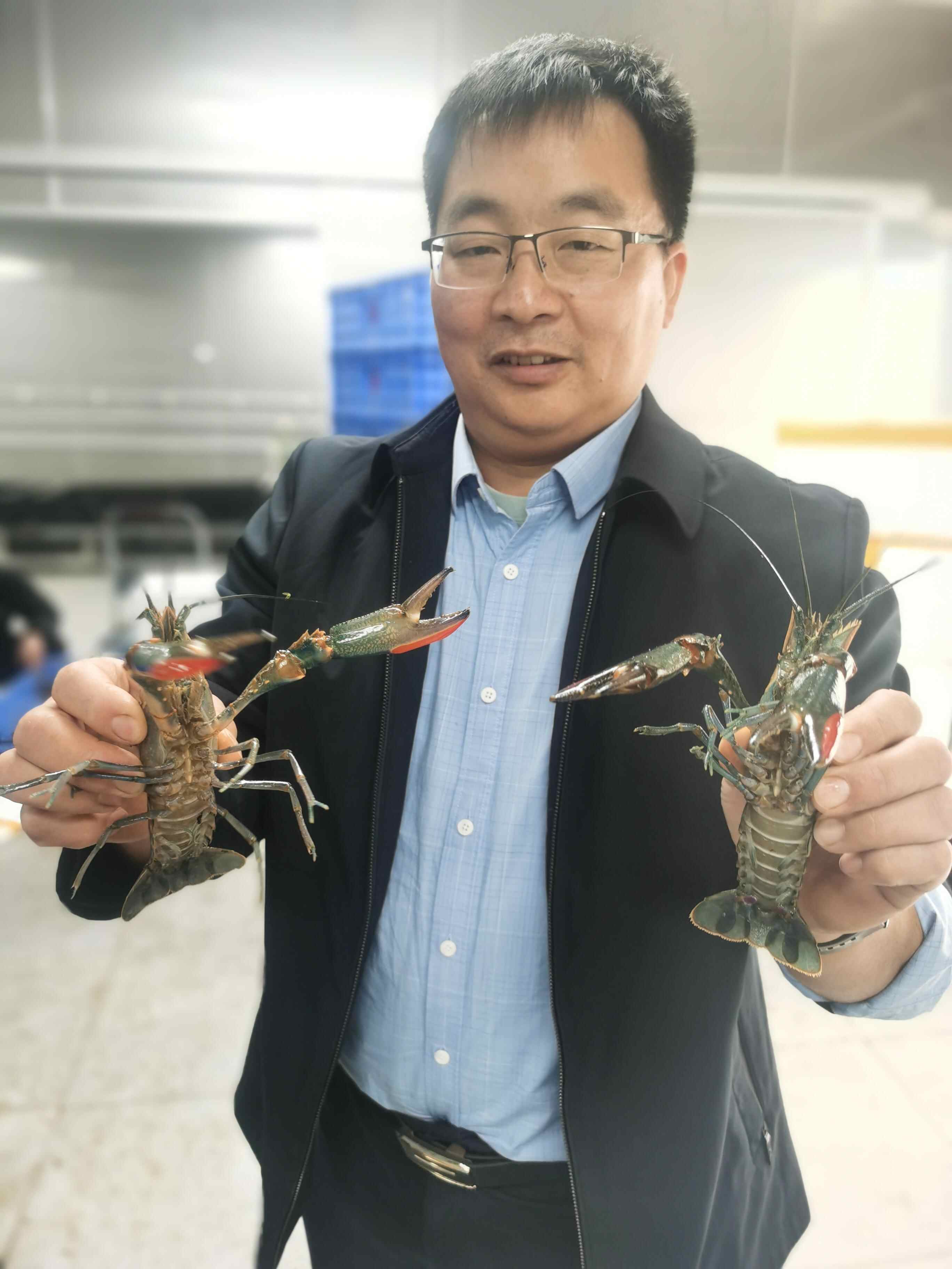 澳洲蓝龙虾下海夜宵市场螯战中国小龙虾