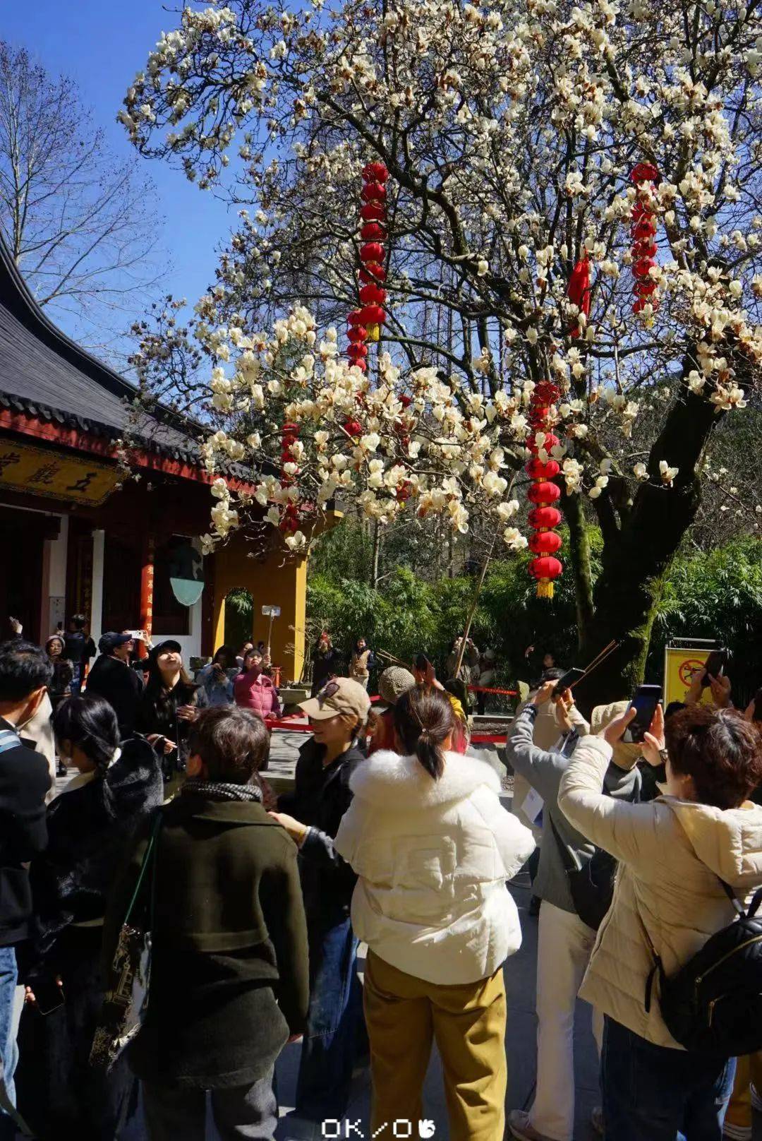 法喜寺_白玉兰_樱花