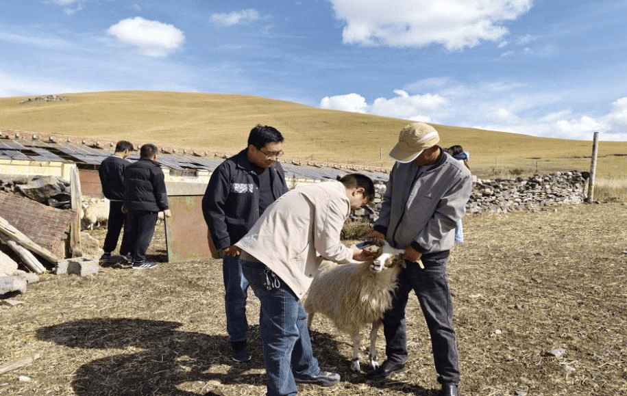 乡人大代表祁连县央隆党委委员,副乡长马宗清的履职
