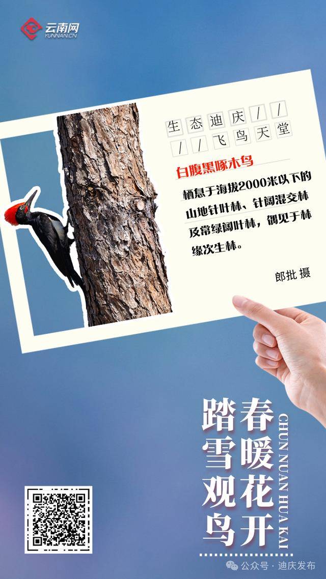 迪庆：一幅飞鸟与自然共舞的生态画卷，生态迪庆：珍稀鸟类的隐秘家园