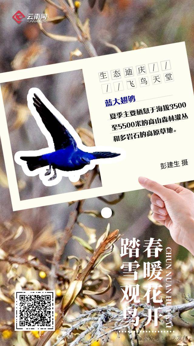 迪庆：一幅飞鸟与自然共舞的生态画卷，生态迪庆：珍稀鸟类的隐秘家园